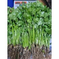 ราคา ผักชีไทยแท้สดใหม่เบอร์สวยพร้อมส่ง (29801060013)