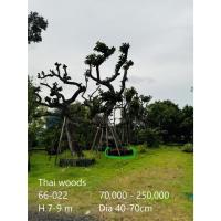 ราคา ต้นพูลทรัพย์ ไม้มงคล ไม้ล้อม (26914053652)