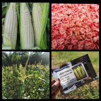 ราคา เมล็ดข้าวโพดหวาน​เพียวไวท์​ฮอกไกโด​ 50​ เมล็ด (6456159510)