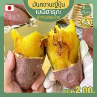 ราคา มันหวาน มันหวานญี่ปุ่น เบนิฮารุกะ ขนาด 2 kg. beni haruka มันญี่ปุ่น มันญี่ปุ่นแท้ มันญี่ปุ่นเบนิฮารุกะ มันญี่ปุ่นหวาน (4360809410)