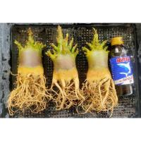 ราคา ชุด3ต้น150บาท(กาละแม+ก๊อต100) (18992934164)