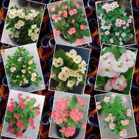 ราคา โป๊ยเซียนแคระ #ไม้มงคล #โป๊ยเซียน #ส่งทั้งกระถาง (6959426476)