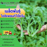 ราคา 1000 เมล็ดไอซ์แพลนท์ เมล็ดพันธุ์ไอซ์แพลนท์ปลูกง่าย อยู่ได้หลายปี ทานอร่อย Iceplant นำเข้าจากไต้หวัน (29515900342)
