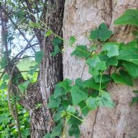 ราคา เถาตำลึง กิ่งพันธุ์ตำลึงสำหรับปลูก (9564568580)