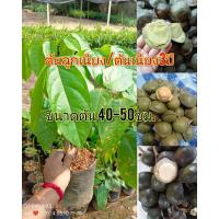 ราคา ต้นเนียง หรือต้นลูกเนียง3ปี ปลูกง่าย ลูกดก ทนแดด ทนแล้ง ส่งทั้งถุงชำ ขนาดต้น 40-50ซม. (25218158905)