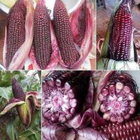 ราคา เมล็ดข้าวโพดม่วง เมล็ดข้าวโพด เมล็ดข้าวโพด เมล็ดพันธุ์ข้าวโพด-F1 เมล็ดพันธุ์-20 เมล็ด (57802160672)