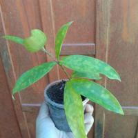 ราคา ไม้แหย่แย้ไม้มงคลเสริมโชคลาภเมตตามหานิยม (15432599868)