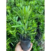 ราคา ต้นสนใบพาย ไม้จัดสวน ไม้ประดับ (สูง 10-15cm) เป็นไม้มงคล เลี้ยงง่าย ต้นแข็งแรง พร้อมปลูก (27173647857)