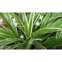 ราคา 1ต้น ต้นเศรษฐีเรือนทอง ราชาแห่งไม้ประดับ ว่านมงคล ว่านไทย ปลูกแล้วดี เศรษฐีนิยม พร้อมกระถาง 3 นิ้ว (9703319895)