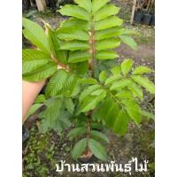 ราคา ต้นเงาะลิ้นจี่ #ต้นเงาะปูลาซาน ต้นขนาด 1 เมตร (10087317778)