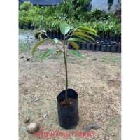 ราคา ทุเรียนก้านยาวชุมพร เสียบยอด (26527421290)