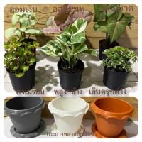 ราคา ต้นไม้จิ๋ว ต้นไม้มงคล ต้นไม้ฟอกอากาศ ออมเงิน ออมชมพู ออมนาค คาเมรอน พลูงาช้าง เล็บครุฑด่างแคระ ส่งพร้อมกระถาง 3”, 3.5” (17575550978)