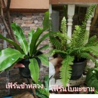 ราคา เฟิร์นข้าหลวง /เฟิร์นใบมะขาม (4355067101)
