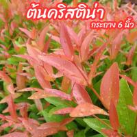 ราคา ต้นคริสติน่า คริสติน่ายอดแดง นิยมปลูกทำแนวรั้ว ไม้ทนแดด ขนาดกระถาง 6 นิ้ว (5960653817)