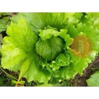 ราคา เมล็ดพันธุ์ผักสลัด ผักกาดแก้ว หรือ ผักกาดหอมห่อ100-150เมล็ด (6846136393)