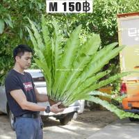 ราคา Bird's nest fern, เฟิร์นข้าหลวง เฟิร์นข้าหลวงหลังลาย เฟิร์นรังนก เฟิร์นข้าหลวงโอซาก้า ไซส์M (25674277071)