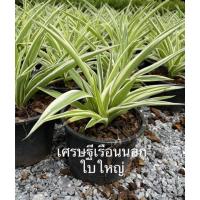 ราคา ต้นเศรษฐีเรือนนอก เศรษฐีเรือนนอกใบใหญ่ กระถางใหญ่ (13812354930)