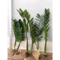 ราคา กวักมรกต แบบมีราก ต้นสูง ราคาถูกกก ต้นไม้ฟอกอากาศ ไม้มงคล ดูแลง่าย (8372067021)