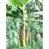 ราคา กล้วยเทพพนม :::::: (หน่อขุดสด) (12131126331)