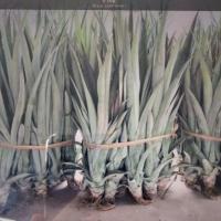 ราคา หน่อพันธุ์สับปะรดพันธุ์ปัตตาเวีย เนื้อแก้วสีเหลืองรสชาดหวานฉ่ำ (10หน่อ/ชุด) (4149593099)