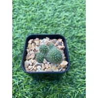 ราคา แคคตัส Cactus กระบองเพชร พันธุ์ยิมรีบูเทีย ส่งทั้งกระถาง พร้อมปลูก (2985697561)