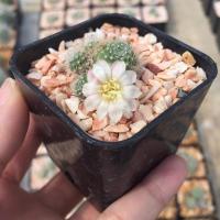 ราคา รีบูเทีย ดอกขาวชมพู แคคตัส กระบองเพชร (9930845432)