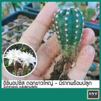 ราคา แคคตัส อิชินอปซิส นูปต้า เคาะดิน อิชินอป ดอกขาว หน่อกระบองเพชร ( Echinopsis subdenudata Cactus ) (13772805765)