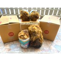 ราคา ว่านลูกไก่ทอง,ว่านไก่ทอง เลี้ยงเสริมมงคลให้ลาภ ค้าขายดี ไม้มงคล (4279049905)