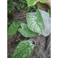 ราคา บอนสี บอนสายขาว บอนอิเหนา (4561713658)