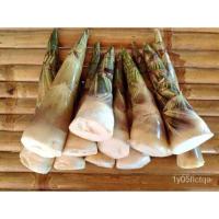 ราคา อินทรีย์็ด ใหม่็ด 100 ใหม่็ด ใหม่ ไผ่บงหวาน Bambusa Sp ไผ่หวาน ไผ่ตงหวาน ใหม่็ดไผ่ พืชเศรษฐกิจใหม่ หน่อไม้ ไผ่ คละ (22730423556)