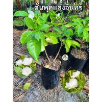 ราคา ต้นพุดแสงจันทร์ พุดแสงจันทร์ พุดนวลจันทร์ (28520451501)