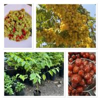 ราคา ต้นมะยมเปรี้ยว ไม้มงคล นิยมปลูกหน้าบ้าน เมตตามหานิยม ผลนำไปทานสด ตำ ,ดอง,เเช่อิ่ม ,ใบอ่อนกินได้ ต้นแข็งแรงพร้อมปลูก (29025578384)