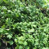 ราคา ต้นจิงจูฉ่าย สมุนไพร (1159687143)