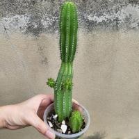 ราคา ต้นกระบองเพชร กระบองเพชร กระบองเพชรทรงยาว cactus tree (19503873456)