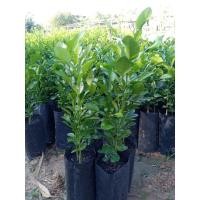 ราคา ต้นกล้ามะกรูด แบบเพาะเมล็ด (5868585883)