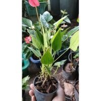 ราคา ต้นดอกหน้าวัวแคระ(กระถางเล็ก สำหรับไปแยกปลูก) (17294433654)