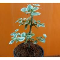 ราคา บอนไซ เพรมน่าด่างไต้หวัน พร้อมกระถางพลาสติก (8167835737)