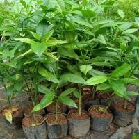 ราคา ต้นกันเกรา ต้นละ 40 บาทค่ะ (29479587307)