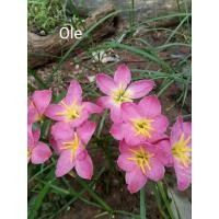 ราคา บัวดินสีชมพู บัวดินโอเล่ (22685122583)