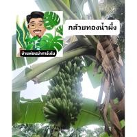 ราคา หน่อกล้วยทอง (กล้วยมงคลในงานพิธี) (19095433316)