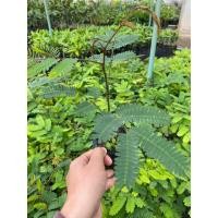 ราคา ต้นมะขามป้อมยักษ์อินเดีย(ชุด3ต้น) (28581435171)