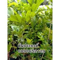 ราคา ต้นประยงค์ สูง 30-40ซม. (11273963856)