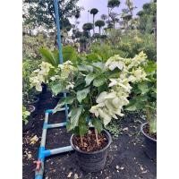 ราคา ต้นดอนญ่า ดอกสีขาว ชอบแดด ปลูกกลางแจ้ง ดอกออกตลอดทั้งปี (17978081353)