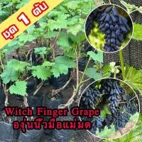 ราคา 1 ต้นองุ่น Witch Finger Grape ต้นพันธุ์องุ่นนิ้วมือแม่มดเสียบยอด องุ่นนิ้วแม่มด สูง 40-60 ซ ต้นองุ่น Witch Finger Grape (51701834743)