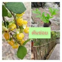 ราคา ต้นพันธุ์ต้นข่อยทำรั้ว(☘️ชุดละ4ต้น☘️99บ.) (58153248507)