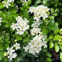 ราคา แก้วแคระ แก้วแคระพวงมณี ดอกหอม ต้นกระทัดรัด Dwarf Murraya, Orange Jasmine (29884760561)