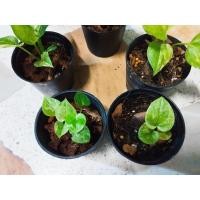 ราคา โชคเก้าชั้น โชคเก้าชั้นด่าง เลือกกระถางได้ พร้อมส่ง (22958501859)