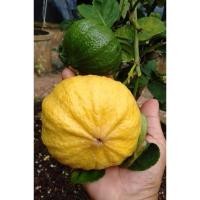 ราคา ต้นมะนาวฟักทอง หรือ มะนาวฟิลิปปินส์ เป็นมะนาวที่มีรูปร่างคล้ายฟักทอง เสียบยอด (28967649644)