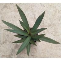 ราคา ต้นว่านกาบหอย ว่านกาบหอย (23744246837)