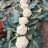 ราคา เมล็ดพันธุ์ กะหล่ำดอก สีม่วง ( cauliflower seeds for planting) บรรจุ 200 เมล็ด (54351322559)